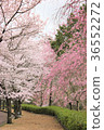 Cherry blossoms along the road 36552272