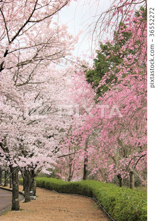 Cherry blossoms along the road Cherry blossoms along the road 36552272