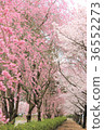 Cherry blossoms along the road 36552273