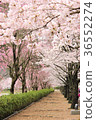Cherry blossoms along the road 36552274