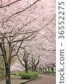 Cherry blossoms along the road 36552275