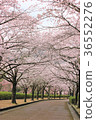 Cherry blossoms along the road 36552276