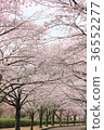 Cherry blossoms along the road 36552277