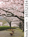 Cherry blossoms along the road 36552354