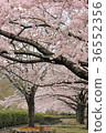 Cherry blossoms along the road 36552356