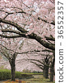 Cherry blossoms along the road 36552357