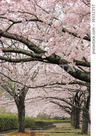 Cherry blossoms along the road Cherry blossoms along the road 36552357