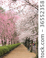 Cherry blossoms along the road 36552358