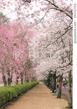 Cherry blossoms along the road Cherry blossoms along the road 36552358