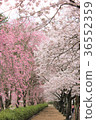Cherry blossoms along the road 36552359