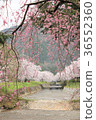 Cherry blossoms along the road 36552360