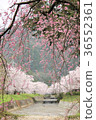 Cherry blossoms along the road 36552361