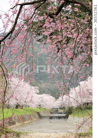 Cherry blossoms along the road Cherry blossoms along the road 36552361