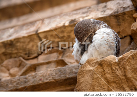 Spotted owlet or Athene brama 36552790