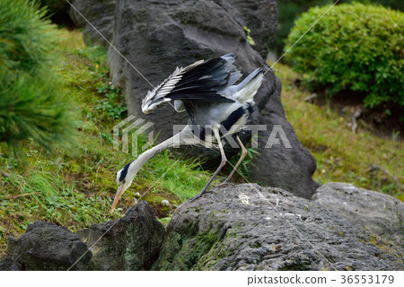 蒼鷺 蒼鷺 36553179