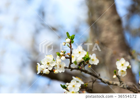 apple blossom spring flowers 36554172
