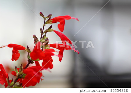 Cherry sage 36554818