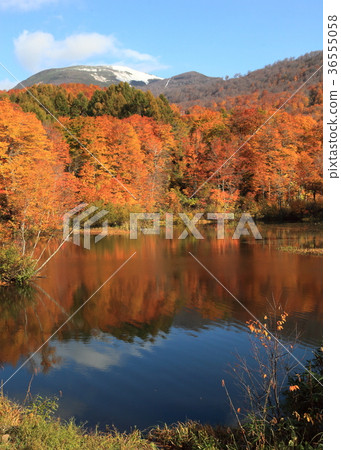 Tsukiyama of first crown snow and autumn leaves of Jisanuma Tsukiyama of first crown snow and autumn leaves of Jisanuma 36555058
