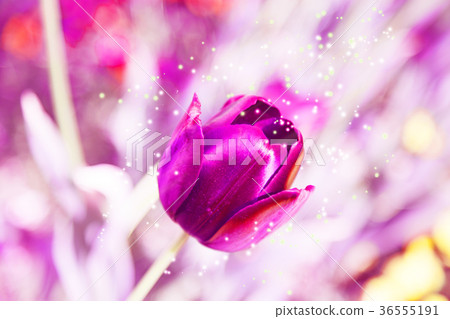 Tulips on Valentine's Day Tulips on Valentine's Day 36555191
