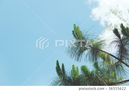 abstract, afternoon, background 36555622