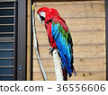 綠翅金剛鸚鵡 36556606