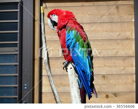 綠翅金剛鸚鵡 36556606