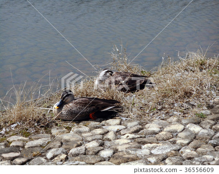 野鴨和池塘 36556609