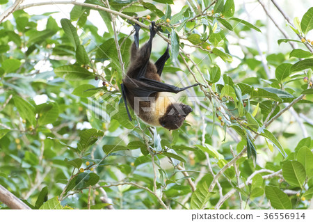 Yaeyama flying fox 36556914