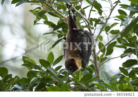 Yaeyama flying fox 36556921