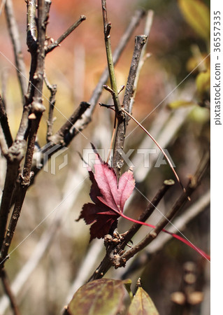 Falling red leaves entwined in a branch Falling red leaves entwined in a branch 36557335