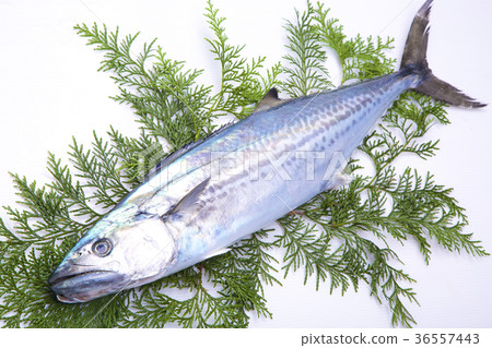 Sawara ingredients 36557443