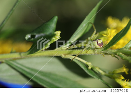 Hanagumo Hanagumo 36557638