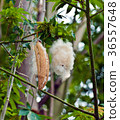 Kapok Pods And Cotton 36557648
