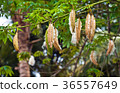 Kapok Tree With Cotton Silk 36557649