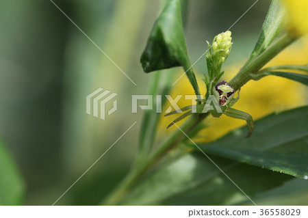 Hanagumo Hanagumo 36558029