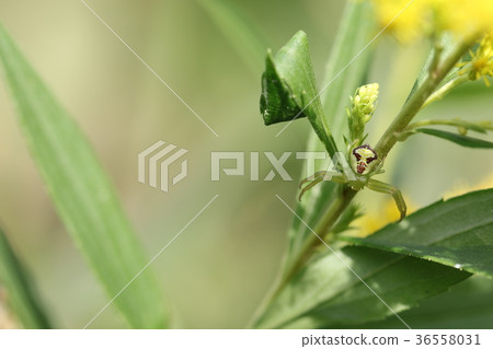 Hanagumo Hanagumo 36558031