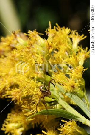 Hanagumo Hanagumo 36558035