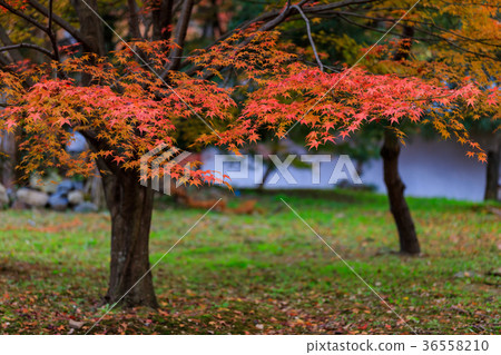 Autumn leaves of Tofukuji Temple in Kyoto Autumn leaves of Tofukuji Temple in Kyoto 36558210