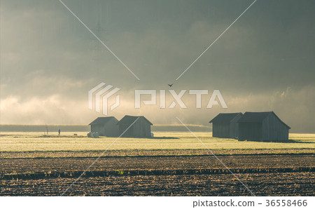 Houses in Switzerland in the morning mist Houses in Switzerland in the morning mist 36558466