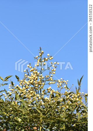 Shiromi-Nan（Hakusei Minamiten） 36558522