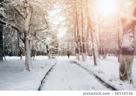 park alley tree way winter park alley tree way winter 36558536