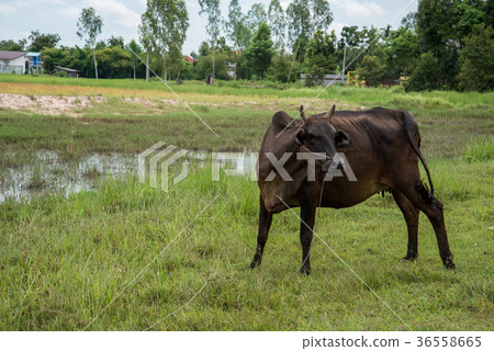 Cow eating grass 36558665