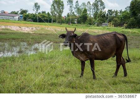 Cow eating grass 36558667