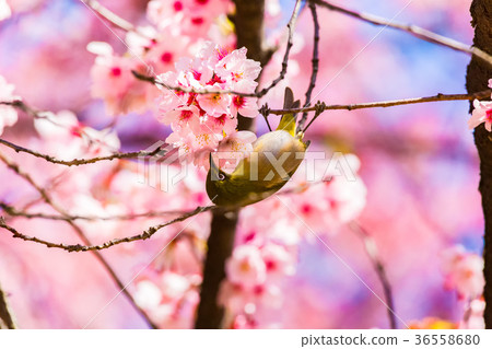 Cherry blossom viewer 36558680