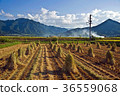 Rice Straw Stacks After Harvest 36559068