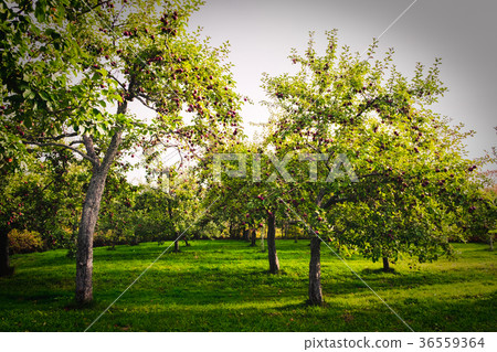 在有機蘋果種植園收穫時 36559364
