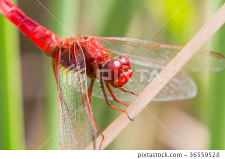 Red dragonfly resting on a straw close-up 36559528