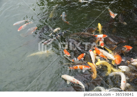Takamatsu City, Kagawa Pref. "Kuribayashi Park" pond special 36559841