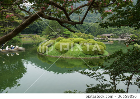 高松市,香川縣Pref。“Kuribayashi Park”愛心杜鵑花 高松市,香川縣Pref。“Kuribayashi Park”愛心杜鵑花 36559856