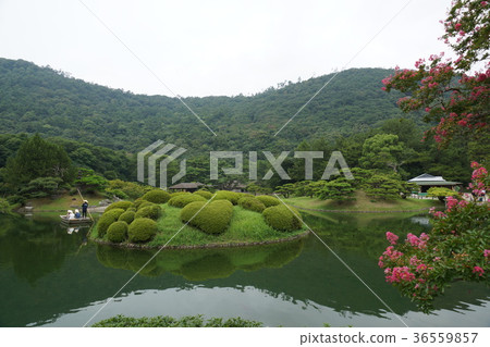 高松市，香川縣Pref。“Kuribayashi Park”愛心杜鵑花 36559857